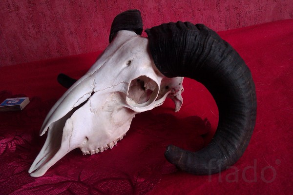 череп барана с рогами