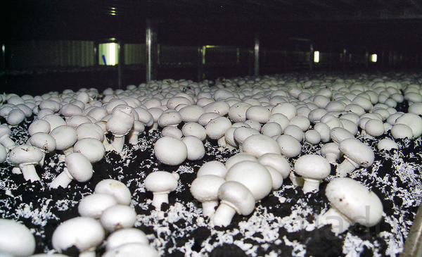 Домашние грибы шампиньоны – семена