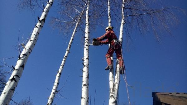 Спил, снос аварийных деревьев