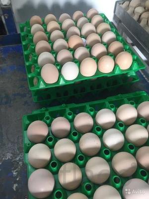 Птицефабрика ООО Корнишон предлагает инкубационные яйца Бройлеров к