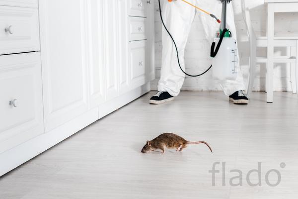 Как бороться с мышами в Москве