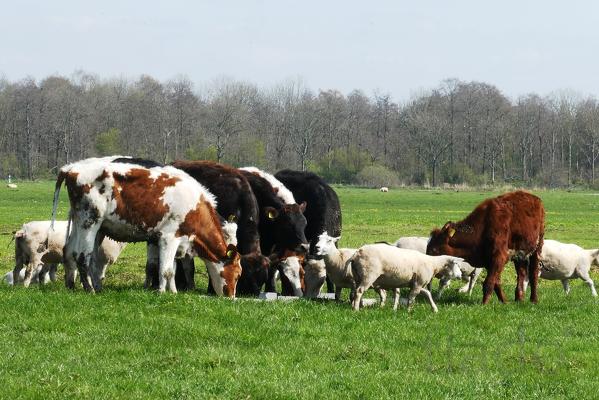 Коровы мясных пород живым весом на убой. 110 руб/кг