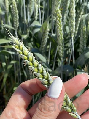 Семена пшеницы озимой купить Акапелла Арсенал Армада Бумба Багира