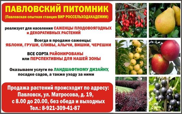 Павловский питомник саженцы плодово-ягодных растений