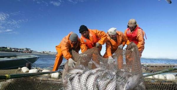 Камчатская рыбодобывающая компания на Путину 2024 предлагает работу