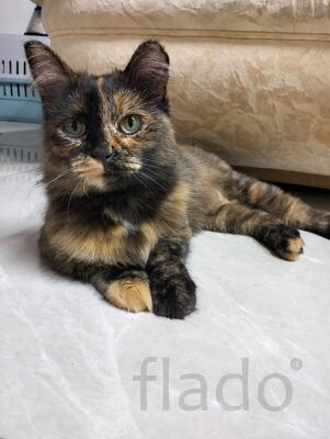 Черепашка Барабулька ищет дом