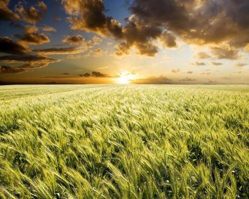 Ячмень 1,2 класса