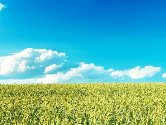 Рожь 1,2,3,4 класса