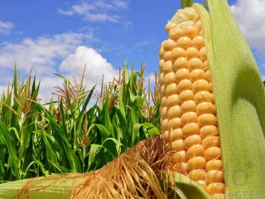 Кукуруза 1,2 класса