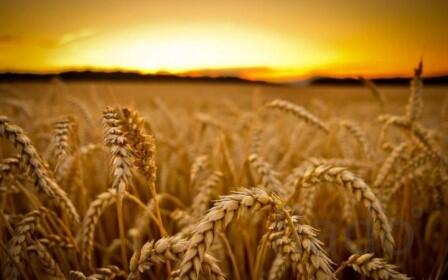 Пшеница 3,4,5 класса