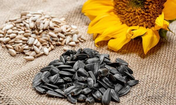 Подсолнечник