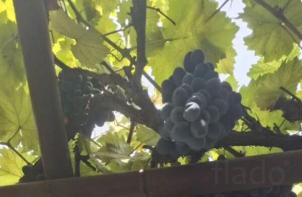 Саженцы винограда(виноград)