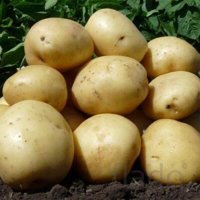 Алтайский картофель оптом для готовки, сушки, чипсов и фри