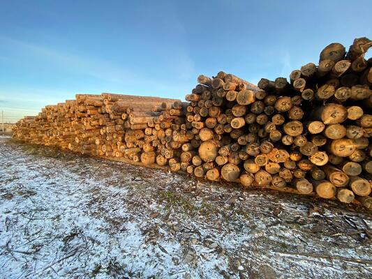 Пиловочник