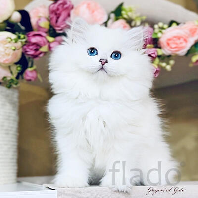 Белоснежные британские шиншиллы синеглазки