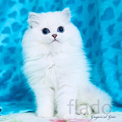 Британская длинношерстная шиншилла элитные котята