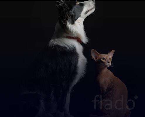 ветеринарные курсы