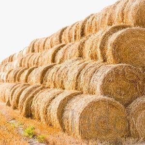 Продам сено в рулонах