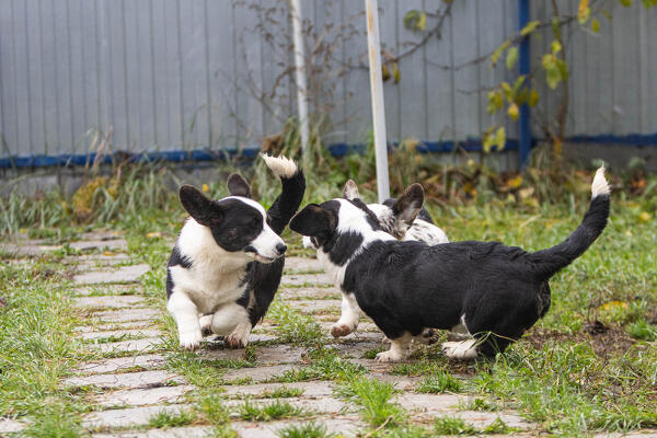 Корги идеальные компаньоны. Декабрь 2025