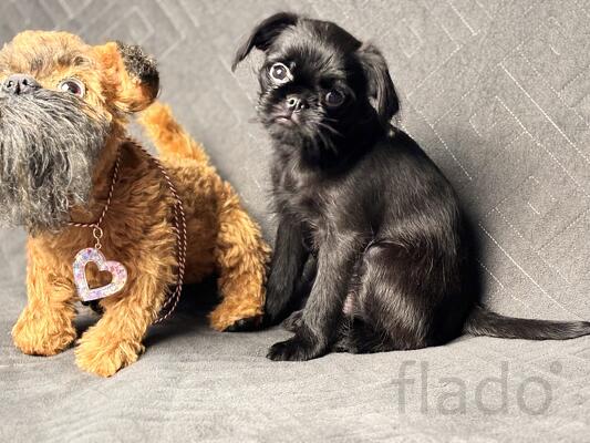 Черный гриффон. Декабрь 2015