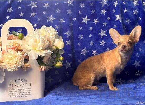 Чихуа-хуа подросток бюджетно. Декабрь 2025