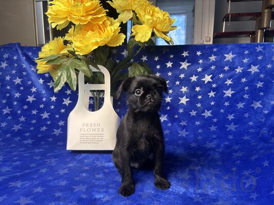 Гриффончик мечтает о своей семье