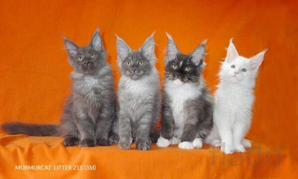 Мейн кун котята питомник Murmurcat Москва
