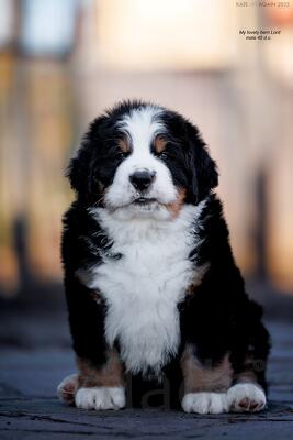 Щенки бернского зенненхунда из питомника