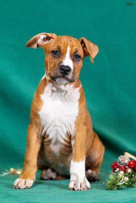 милые девочки Амстаффтерьера 3 месяца