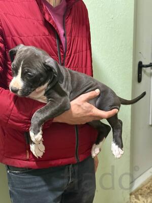 Красивые щенки Амстаффтерьера ркф