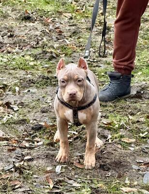 Лиловый триколор Амбулли девочка