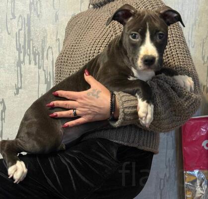 Голубая девочка Амстаффтерьера 5 месяцев ркф