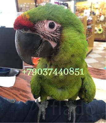 Большой солдатский ара (Ara ambiguus) - птенцы выкормыши из питомника