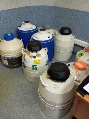 Продажа доз Белой-Бельгийской Голубой породы Быков