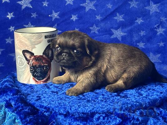 Рыжая девочка пти брабансон. Февраль 2026