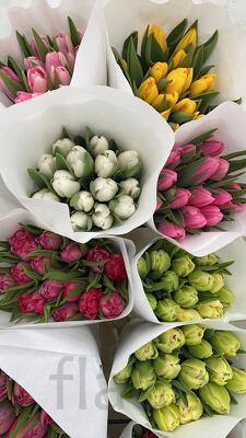 Тюльпаны от производителя 2026 опт