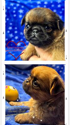 Пти брабансон классные, рыжие девочки