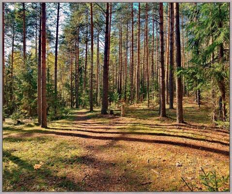 Участок 32500 сот. (СНТ, ДНП)