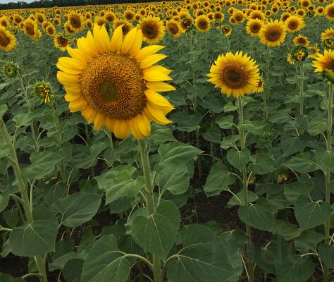 Семена подсолнечника сорт Казачий Скормас