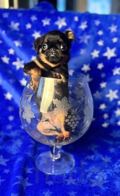 Миниатюрный пти брабансон, февраль 2026