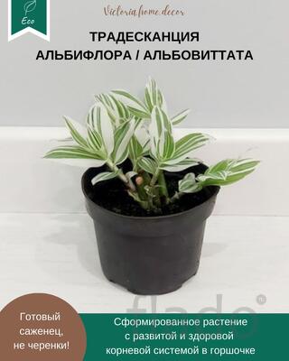 Традесканция Albiflora Albovittata /Альбифлора Альбовиттата
