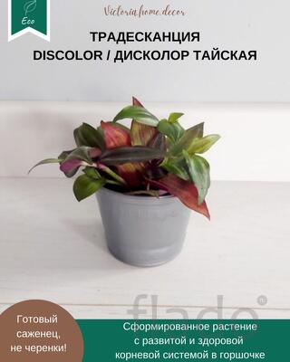 Традесканция Zebrina Disсоlоr Thailand/Зебрина Дисколор тайская