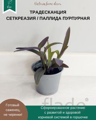 Традесканция Setcreasea-Pallida Purpurea / Сеткреазия-Паллида пурпурна