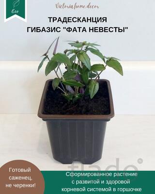 Традесканция Gibasis Bridal vail / Гибазис Фата невесты