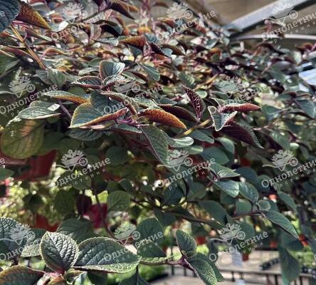 Растения для озеленения - купить в Москве из питомника