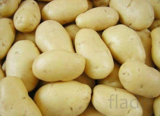 Прямые поставки сорта Леди Клэр на переработку