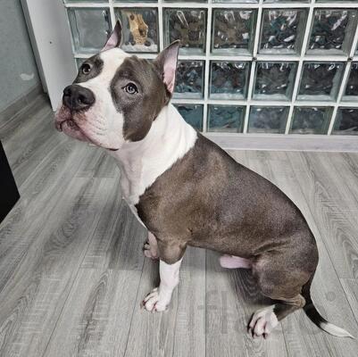 Шикарный голубой кобель Амстаффтерьера ркф