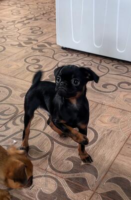 Активист и оптимист пти брабансон