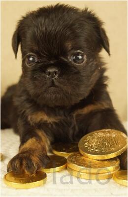 Щенки Бельгийский Гриффоны и Пти-брабансоны