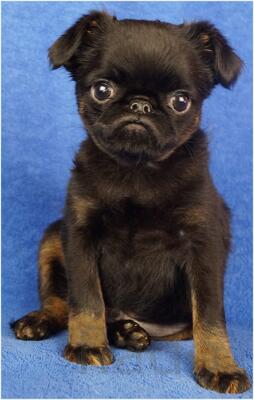 Щенки Бельгийского гриффона и Пти-брабансона